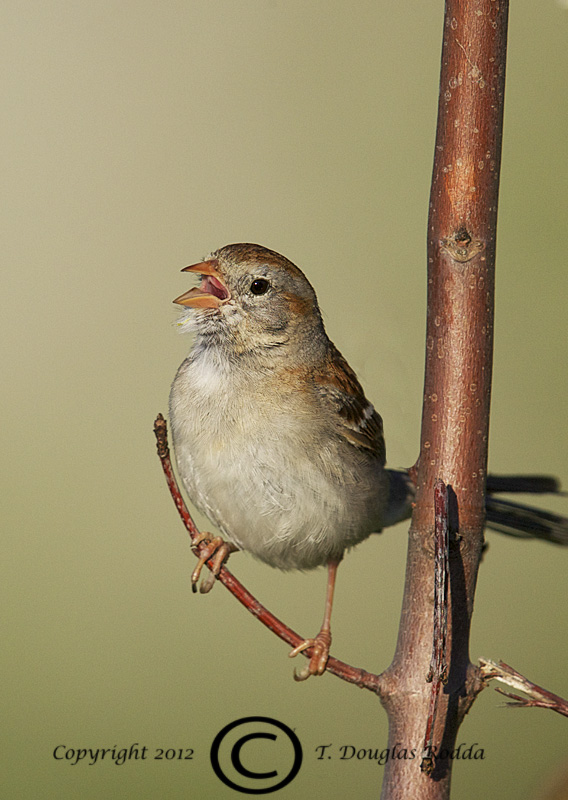 FIELD SPARROW